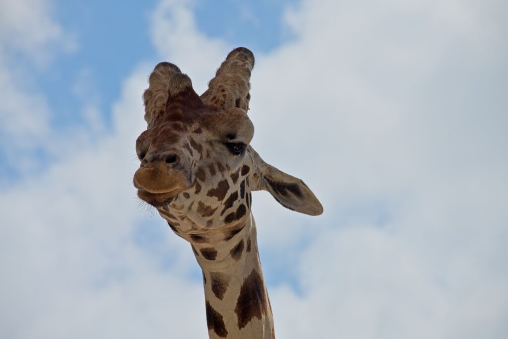 Giraff